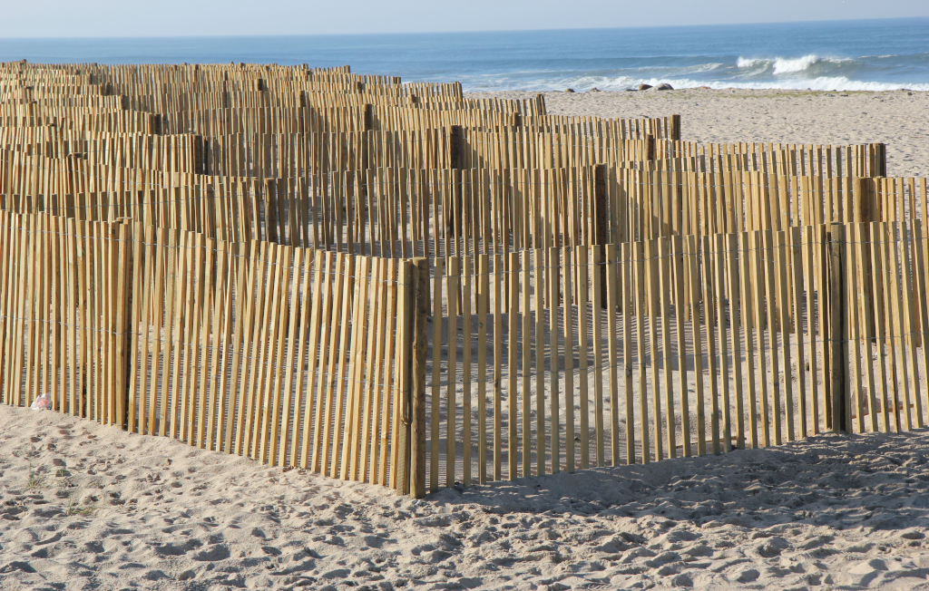 Visitas guiadas/Limpieza de dunas y arrancadura de plantas invasivas