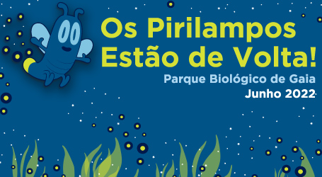 Noites dos Pirilampos
