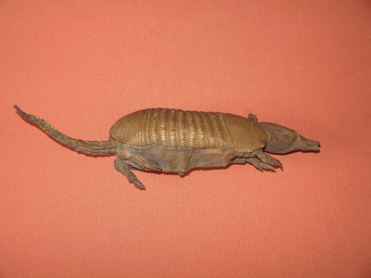 Tatu embalsamado (Dasypus novemcynctus)