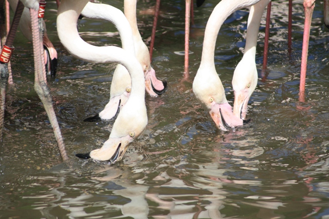 Hora de alimentação dos flamingos
