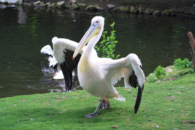 Pelicanos e Companhia