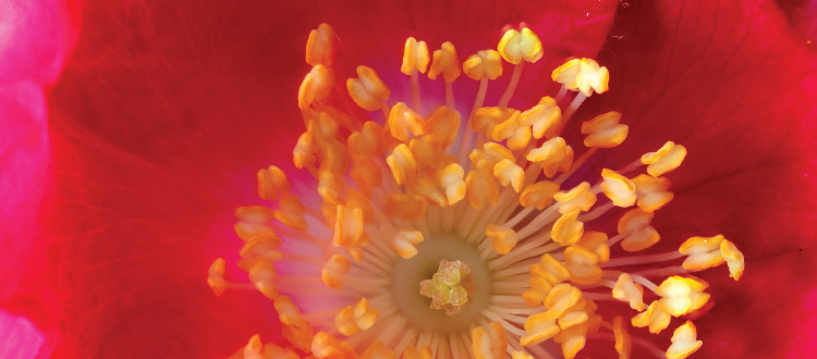 O Parque em Macro II