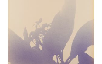 Herbarium Seen & Dreamed