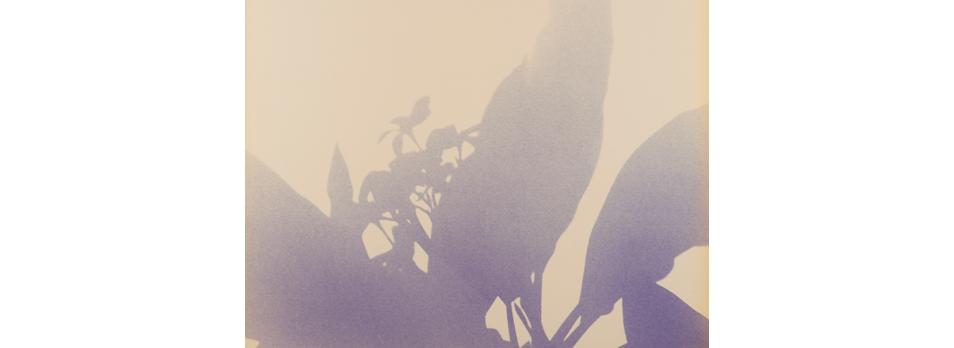 Herbarium Seen & Dreamed