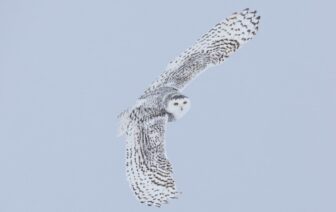 Ser ave y otros seres, de Maurício Soares