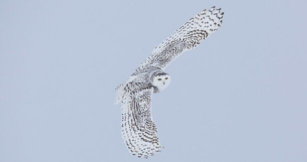 Ser ave e outros seres, de Maurício Soares