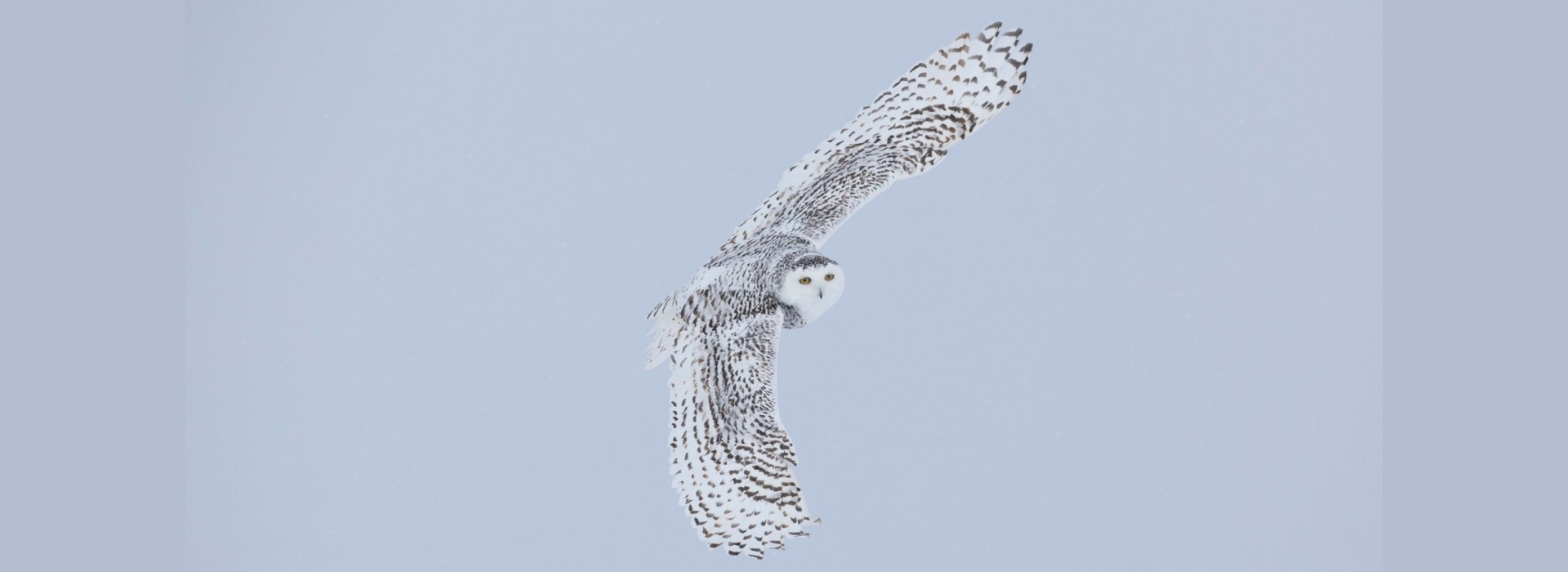 Ser ave e outros seres, de Maurício Soares